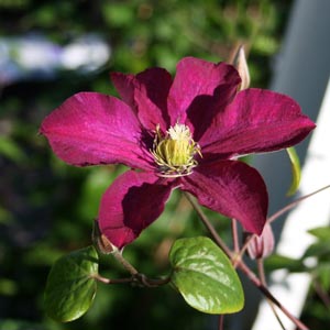 'Madame Édouard André', Sen storblommig klematis
